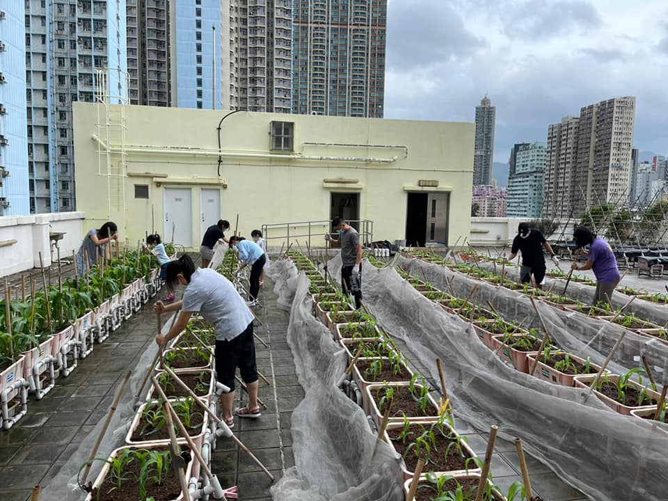 Rooftop Urban Farming