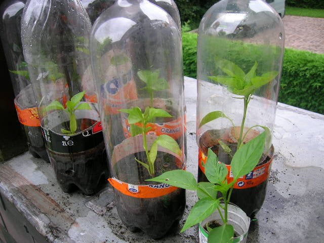 Using Plastic Bottles For Seedlings