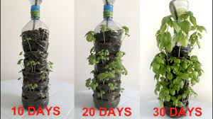Plastic Bottle Garden Plants