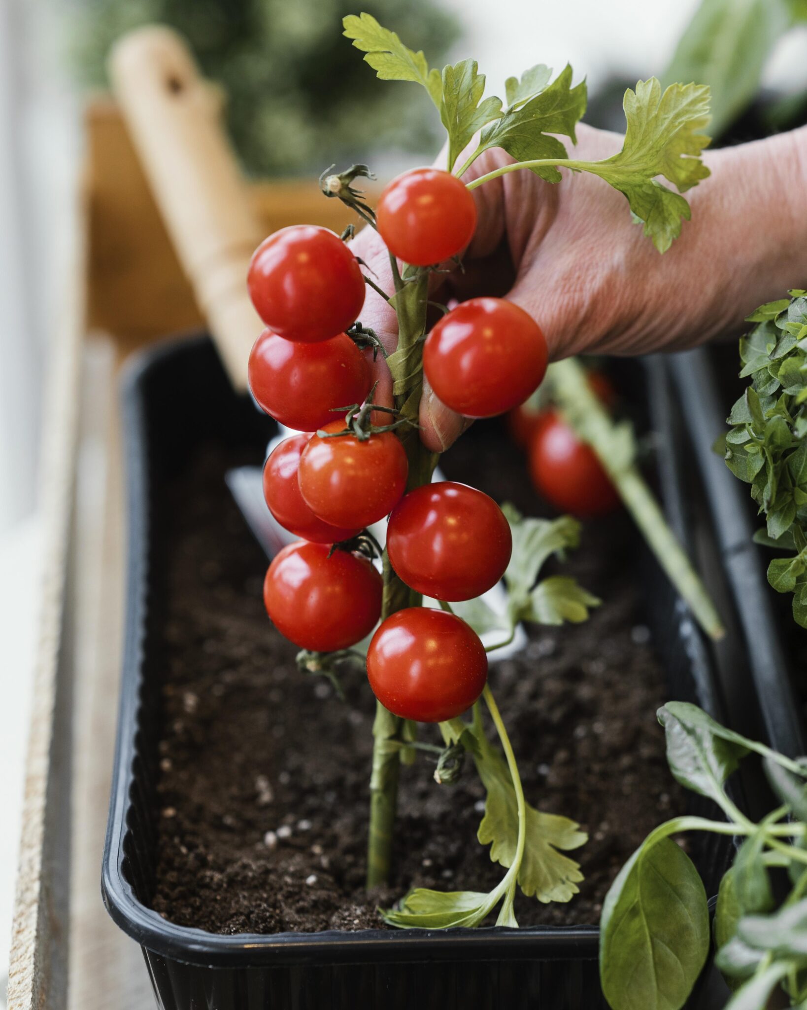 8 Essential Tips for Growing Cherry Tomatoes in Pots Cultivating