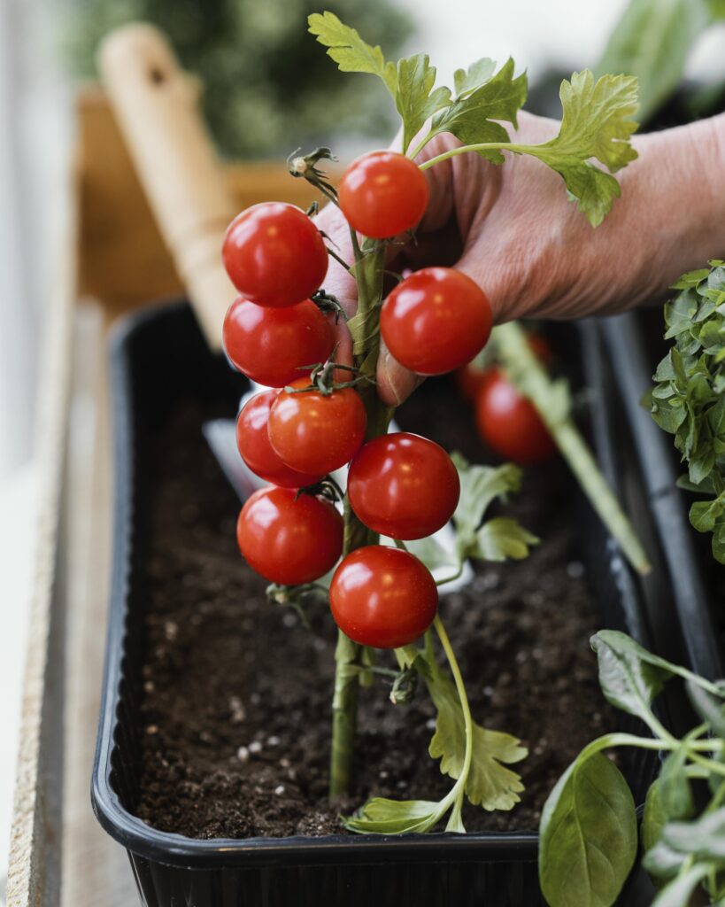 Growing Cherry Tomatoes In Pots