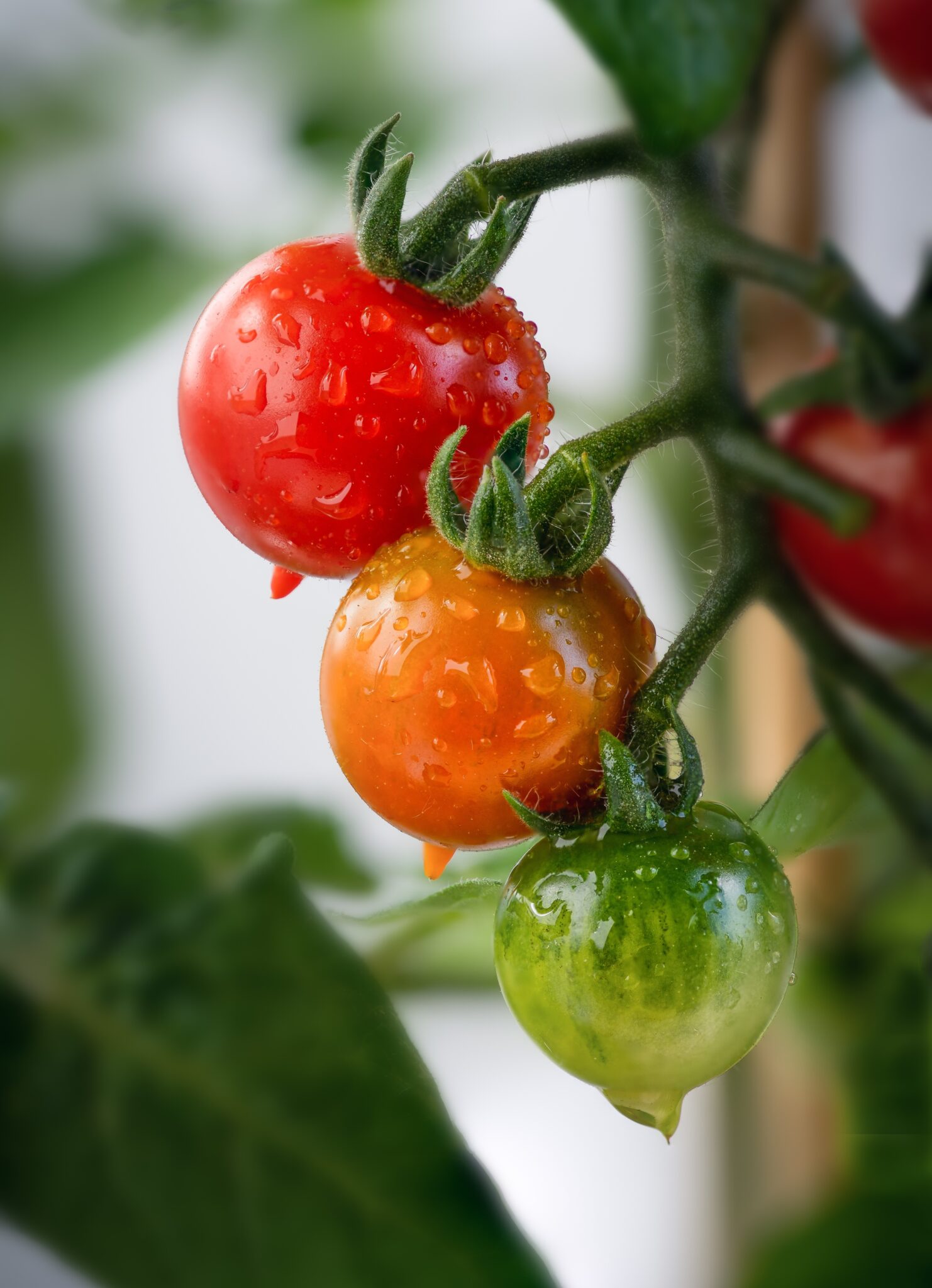 Watering Tomatoes in Pots Like a Pro Secrets of Experienced Gardeners