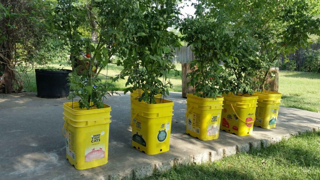 best way to grow tomatoes in buckets

