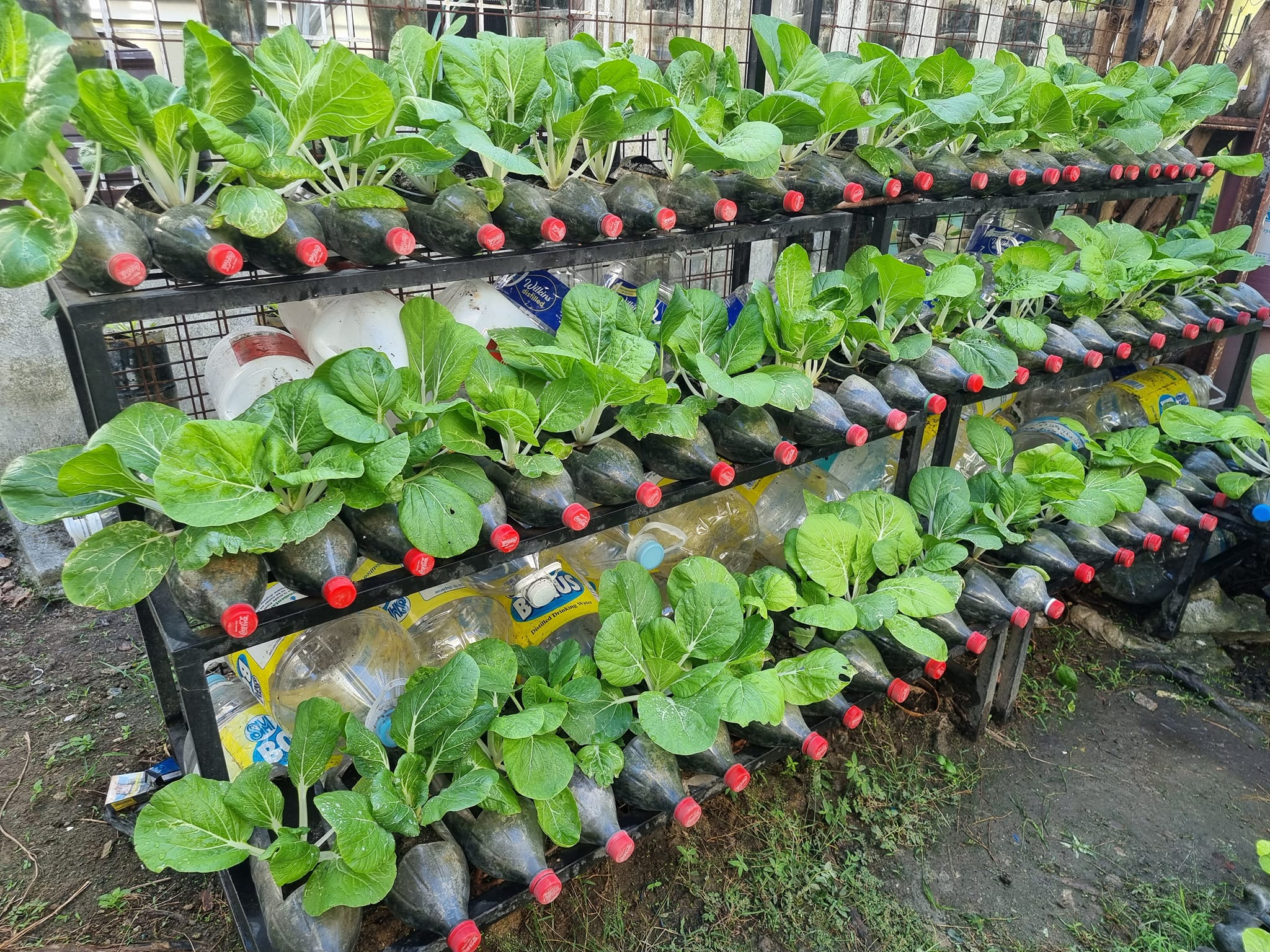 growing vegetables in plastic bottles