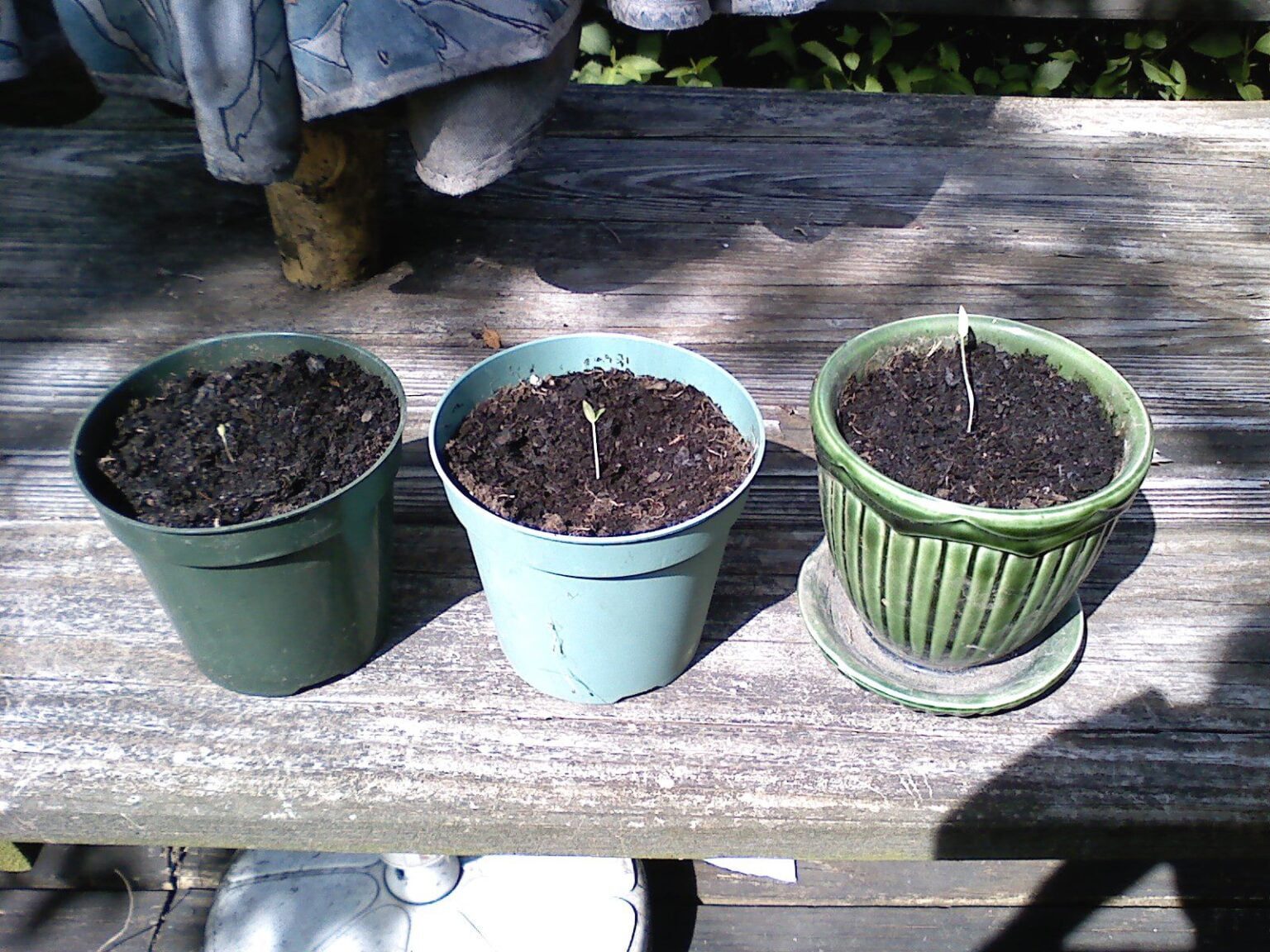 The Best Way to Grow Tomatoes in Buckets Maximizing Yield