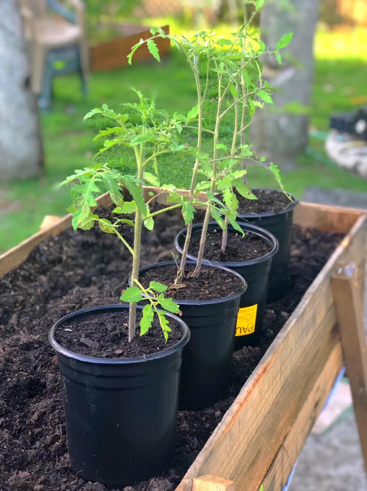 Repotting Mature Tomato Plants