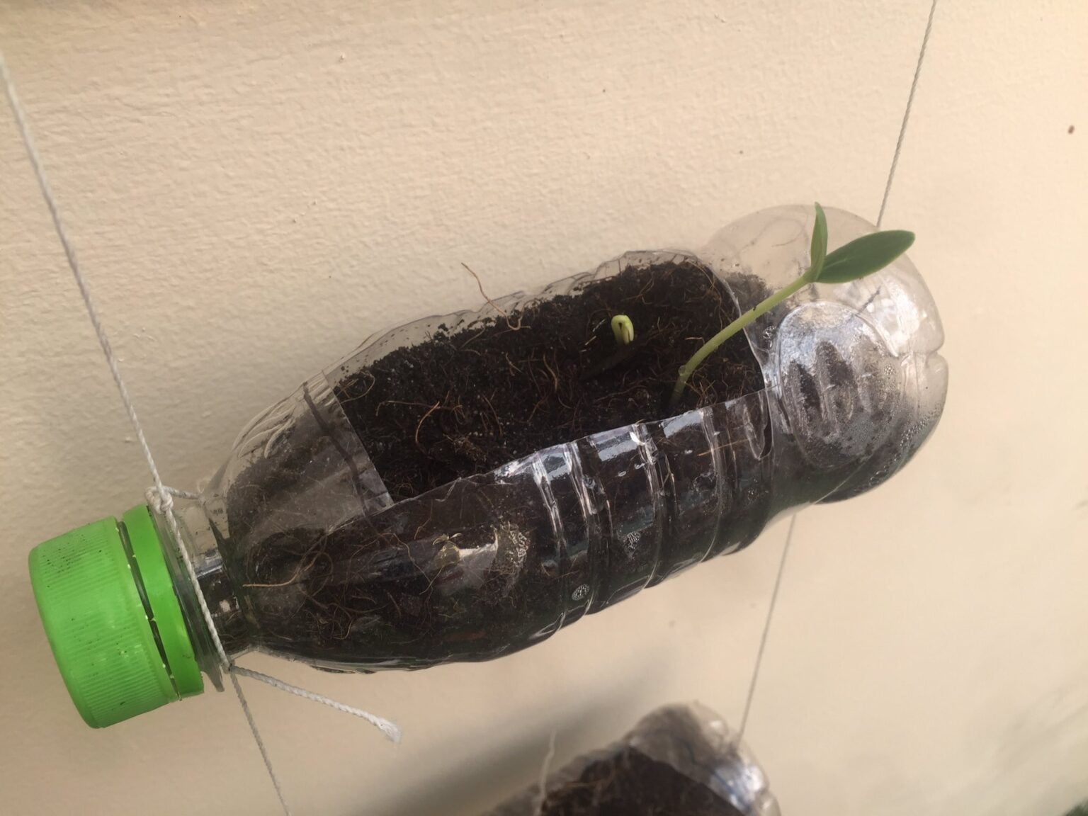 Growing Vegetables In Plastic Bottles for Bountiful Harvest Cultivating Green Spaces