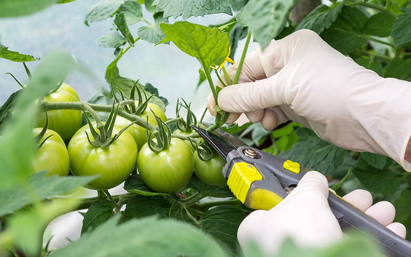 Should You Prune Tomato Plants In Containers? 