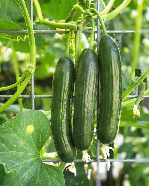 Growing Cucumbers In Containers from Seed