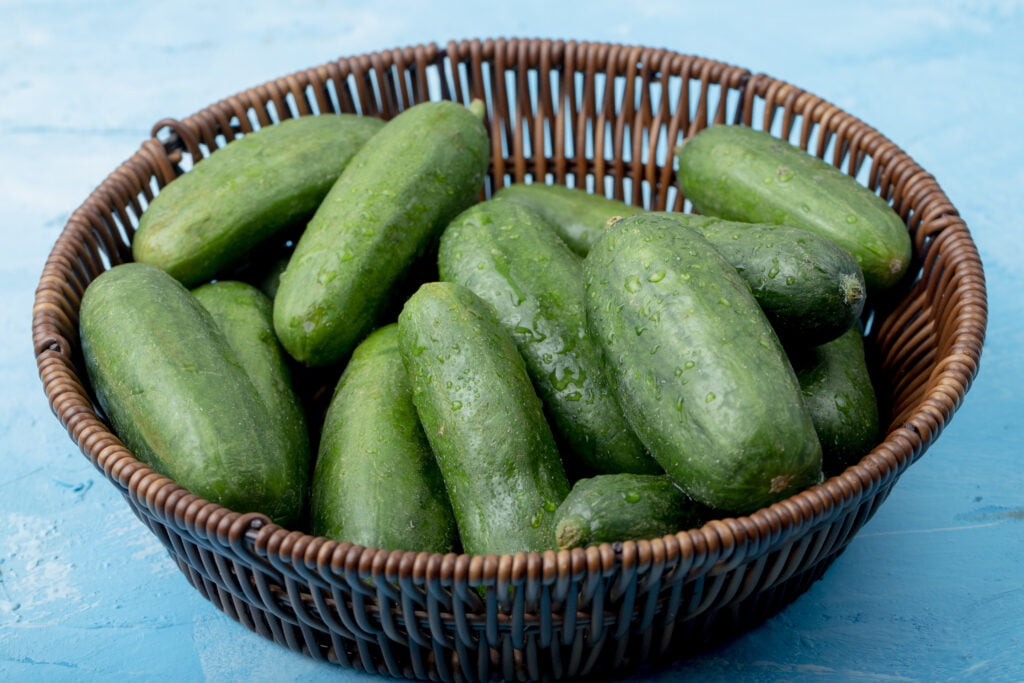 Growing Cucumbers In Containers from Seed: 10 Tips For High Yield ...