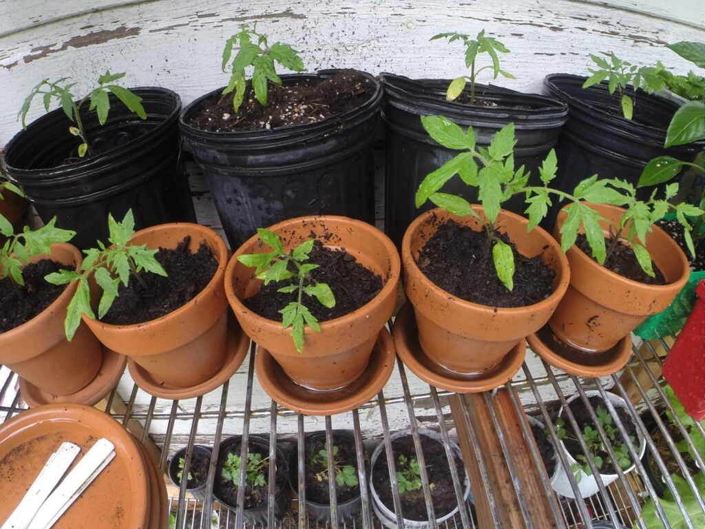 How to Grow Beefsteak Tomatoes In A Pot For Superior Flavor ...