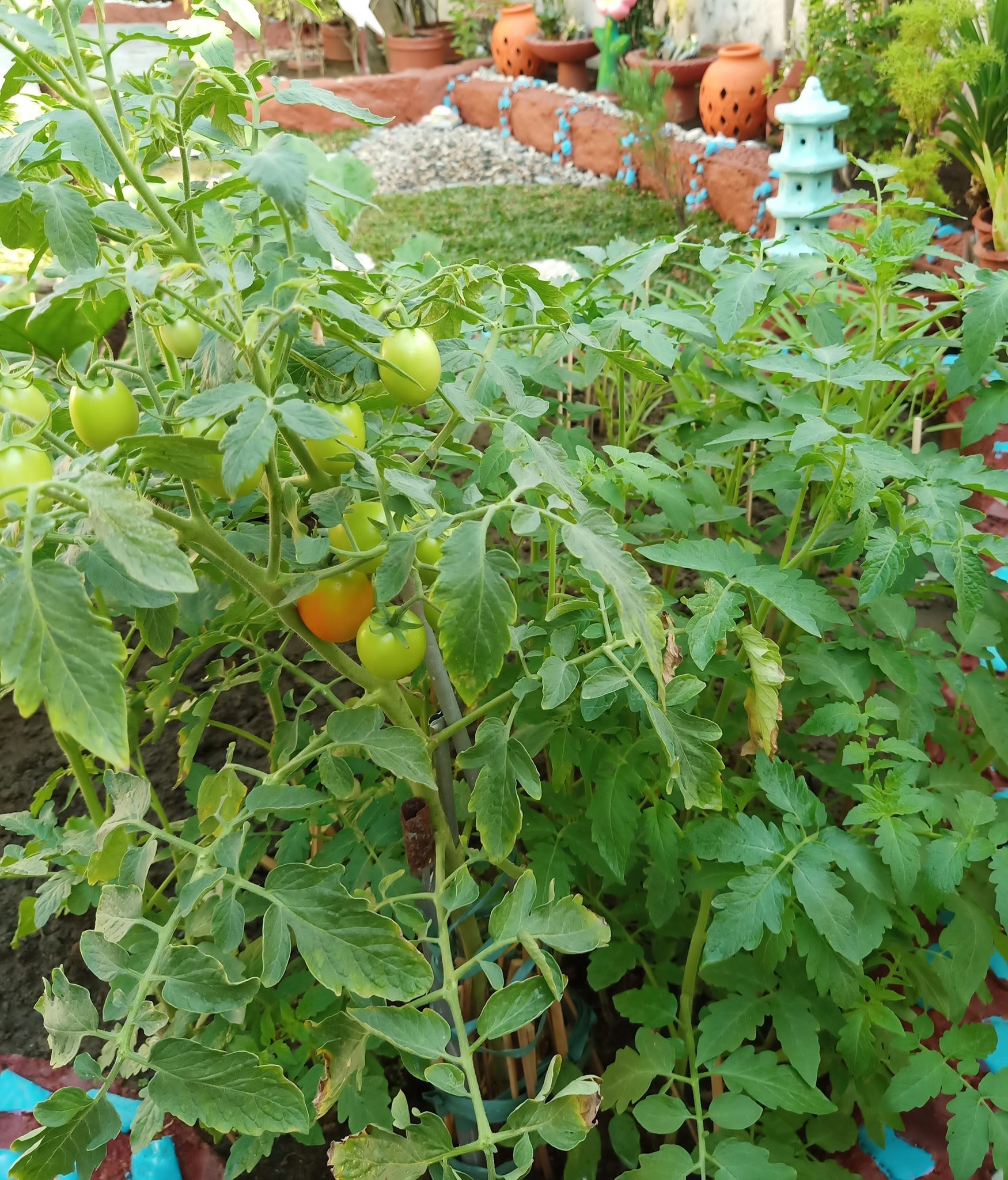 Growing Tomatoes Without Stakes