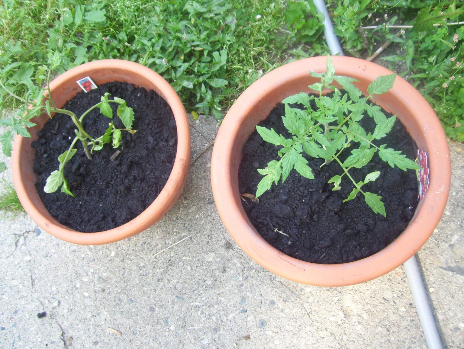 How to Grow Beefsteak Tomatoes In A Pot For Superior Flavor
