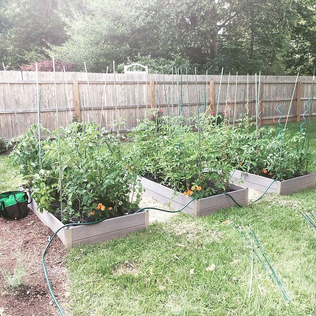 Staking Or Caging Tomato Plants