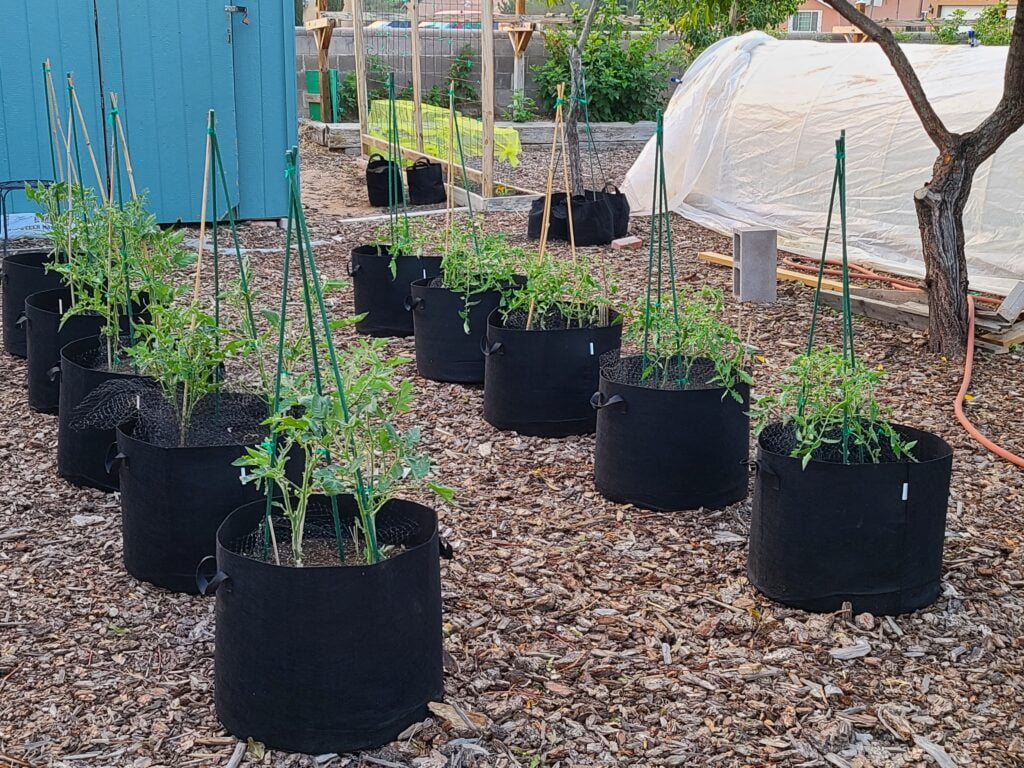 Looking After Tomato Plants In Grow Bags For Abundant yield