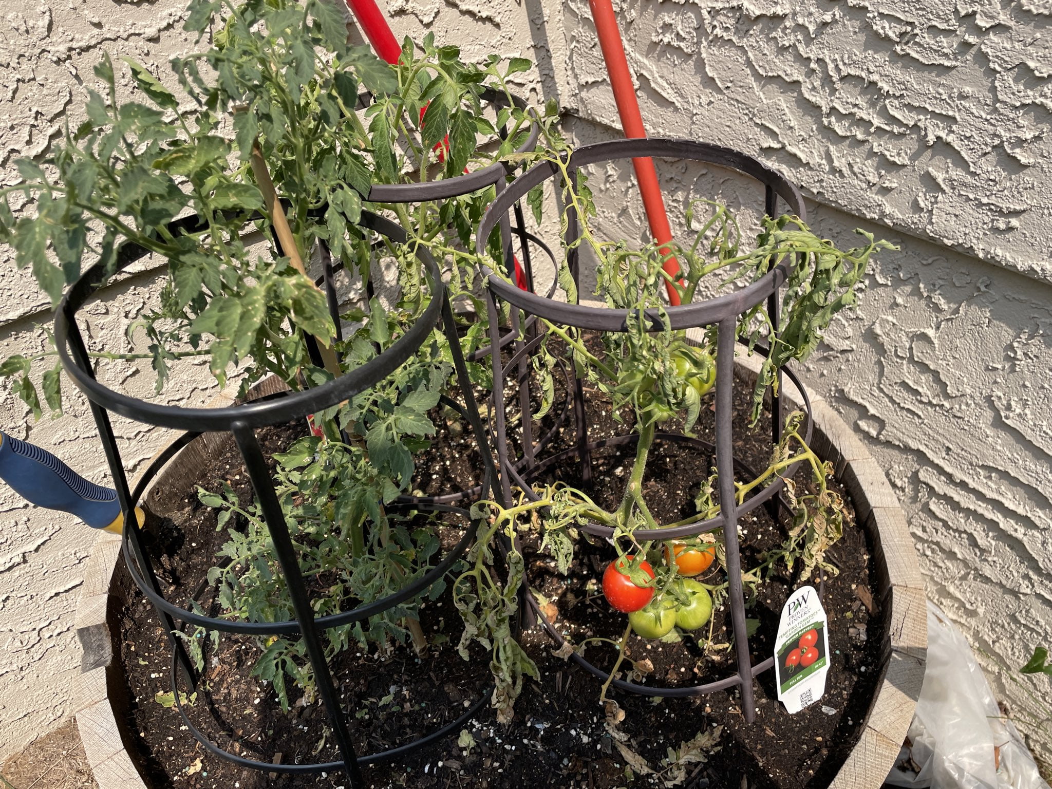 Signs of Underwatered Tomato Plants