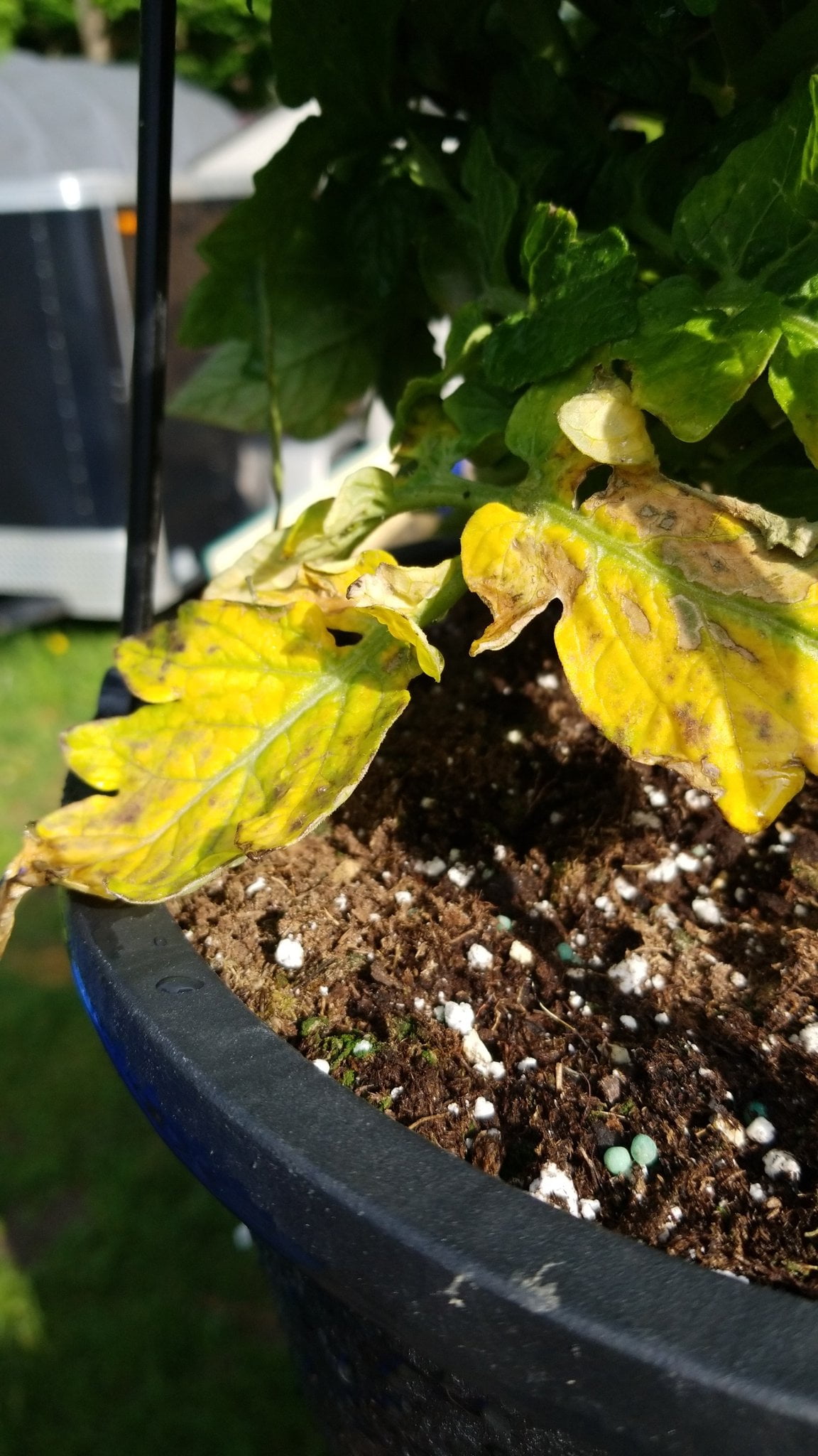 Potted Tomato Plant Yellow Leaves