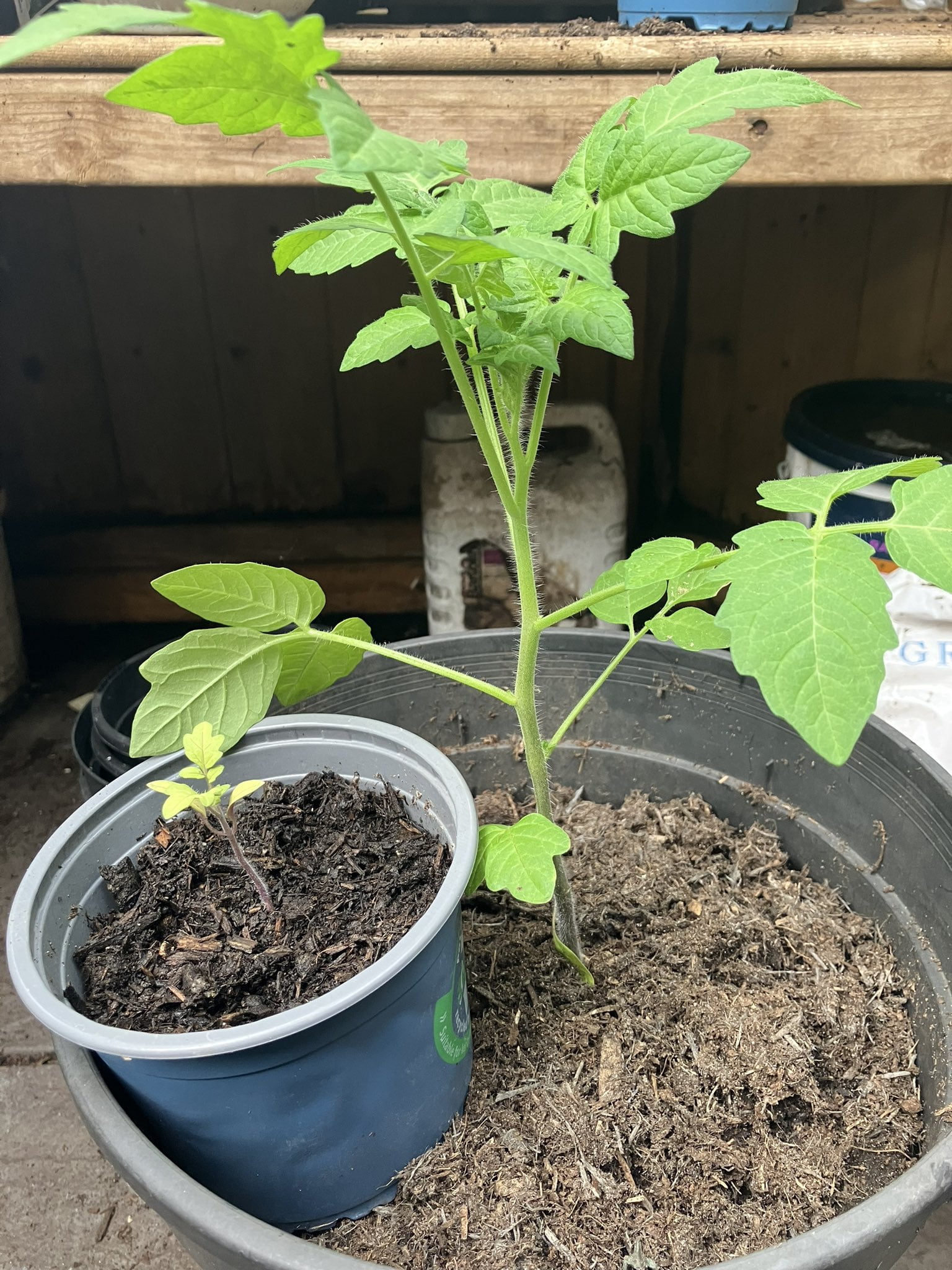 When To Feed Tomato Plants In Pots For Thriving, Lush Tomatoes ...