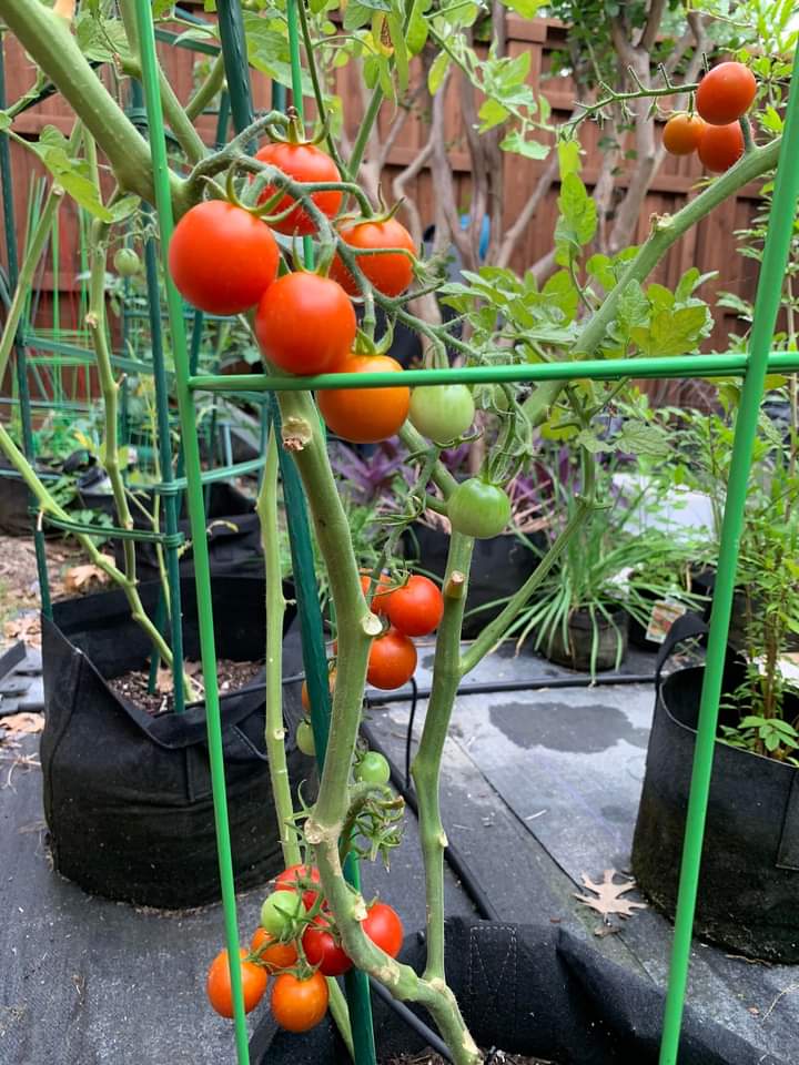 Growing Tomato Plants in Grow Bags