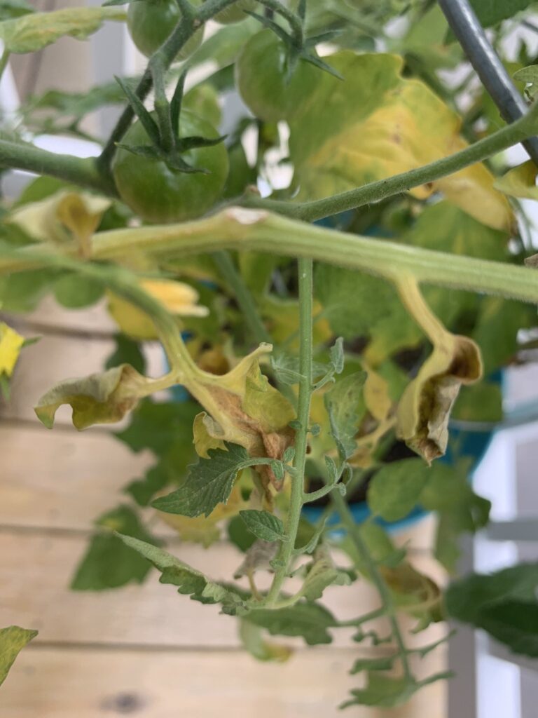 Potted Tomato Plant Yellow Leaves? Here's What To Do - Cultivating 