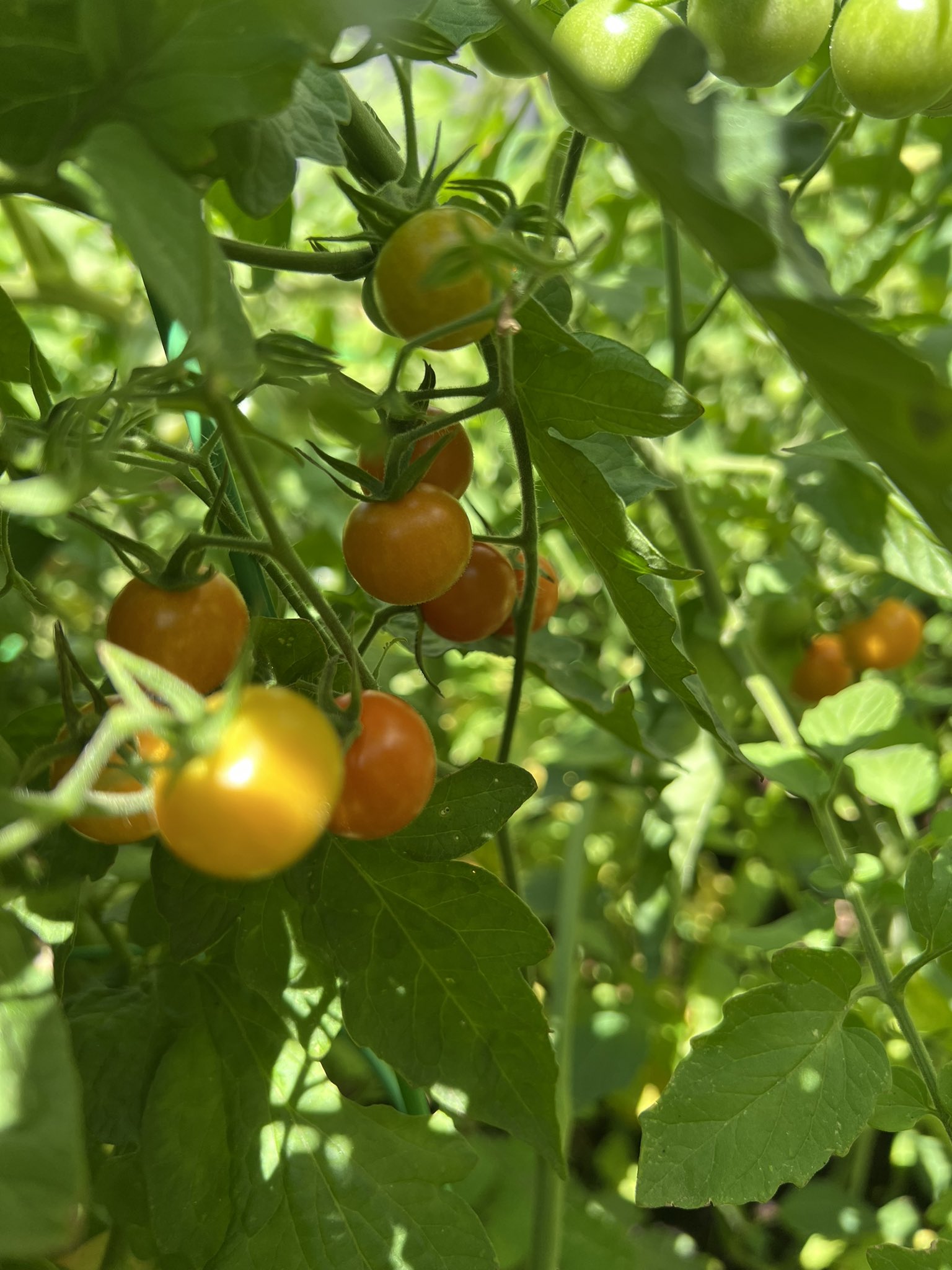 Growing Fall Tomatoes