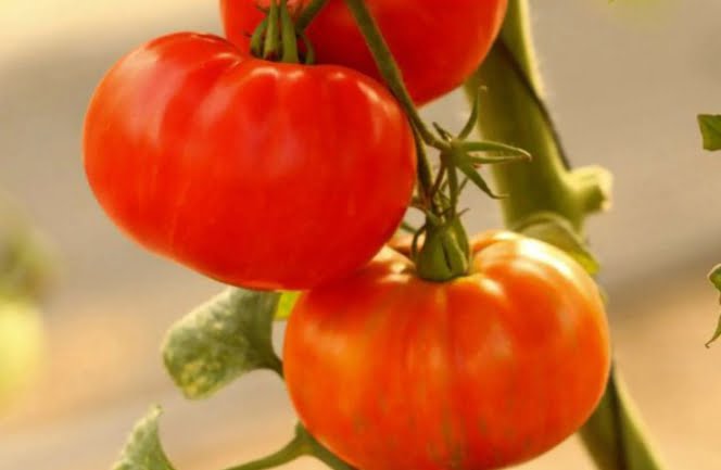 How to Grow Beefsteak Tomatoes In A Pot