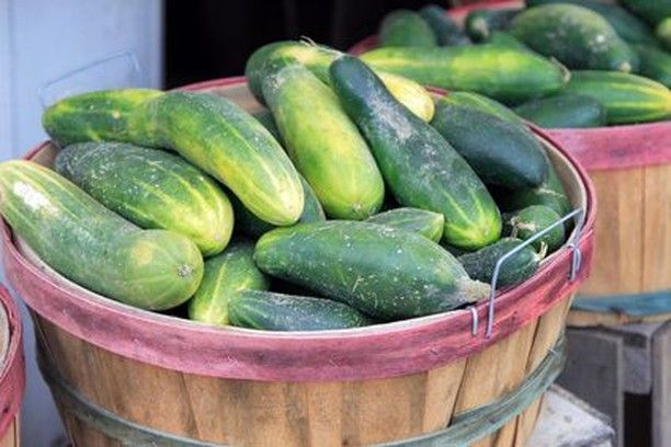 How To Store Cucumbers After Harvest 
