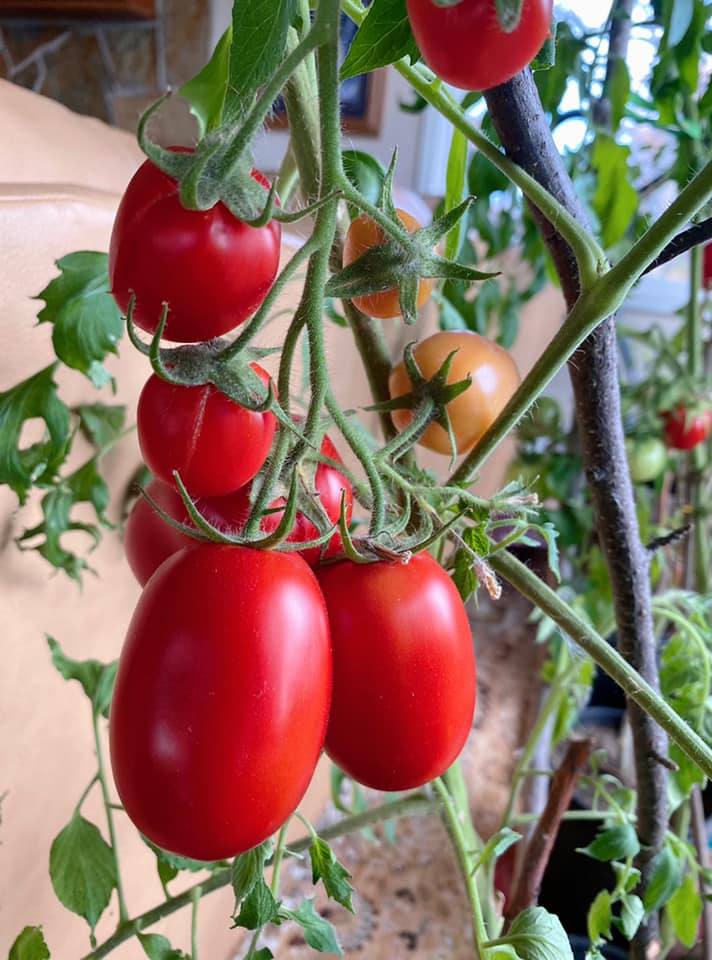 growing tomatoes inside during winter