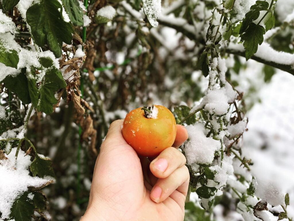 Protecting Tomato Plants from Cold Temperatures A Comprehensive Guide