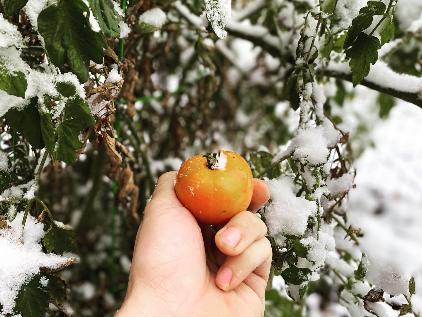 Protecting Tomato Plants from Cold