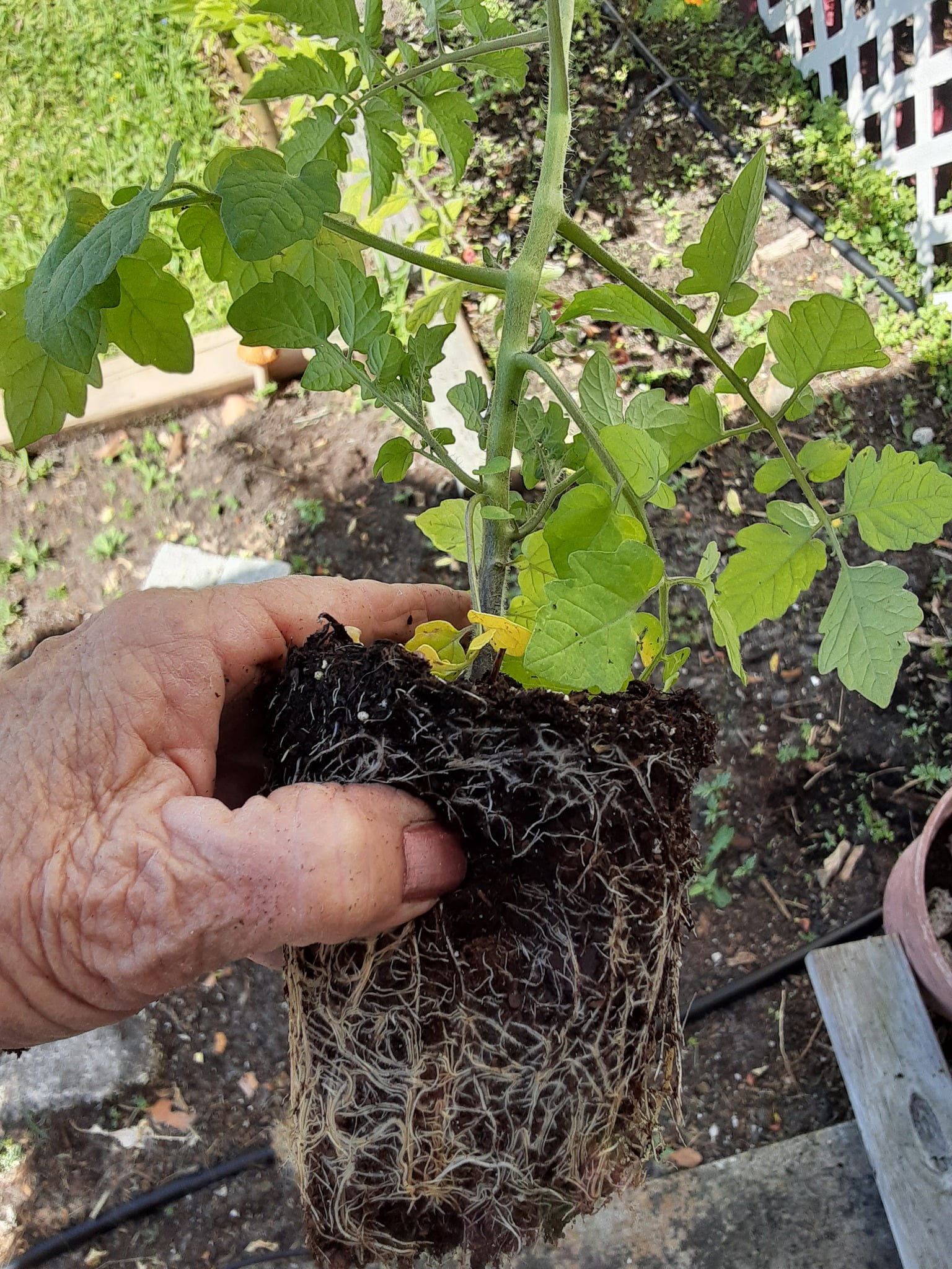 Root Bound Tomato Plant Symptoms