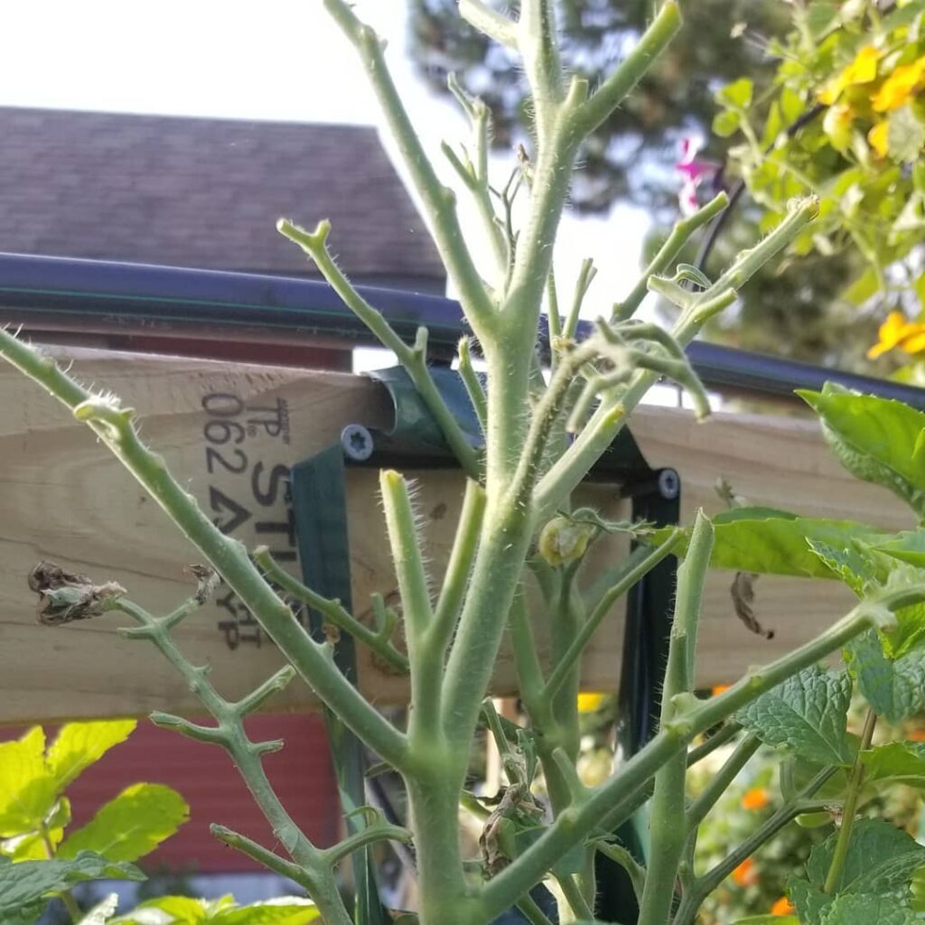 What is Eating My Tomato Plant Stems Identifying and Controlling