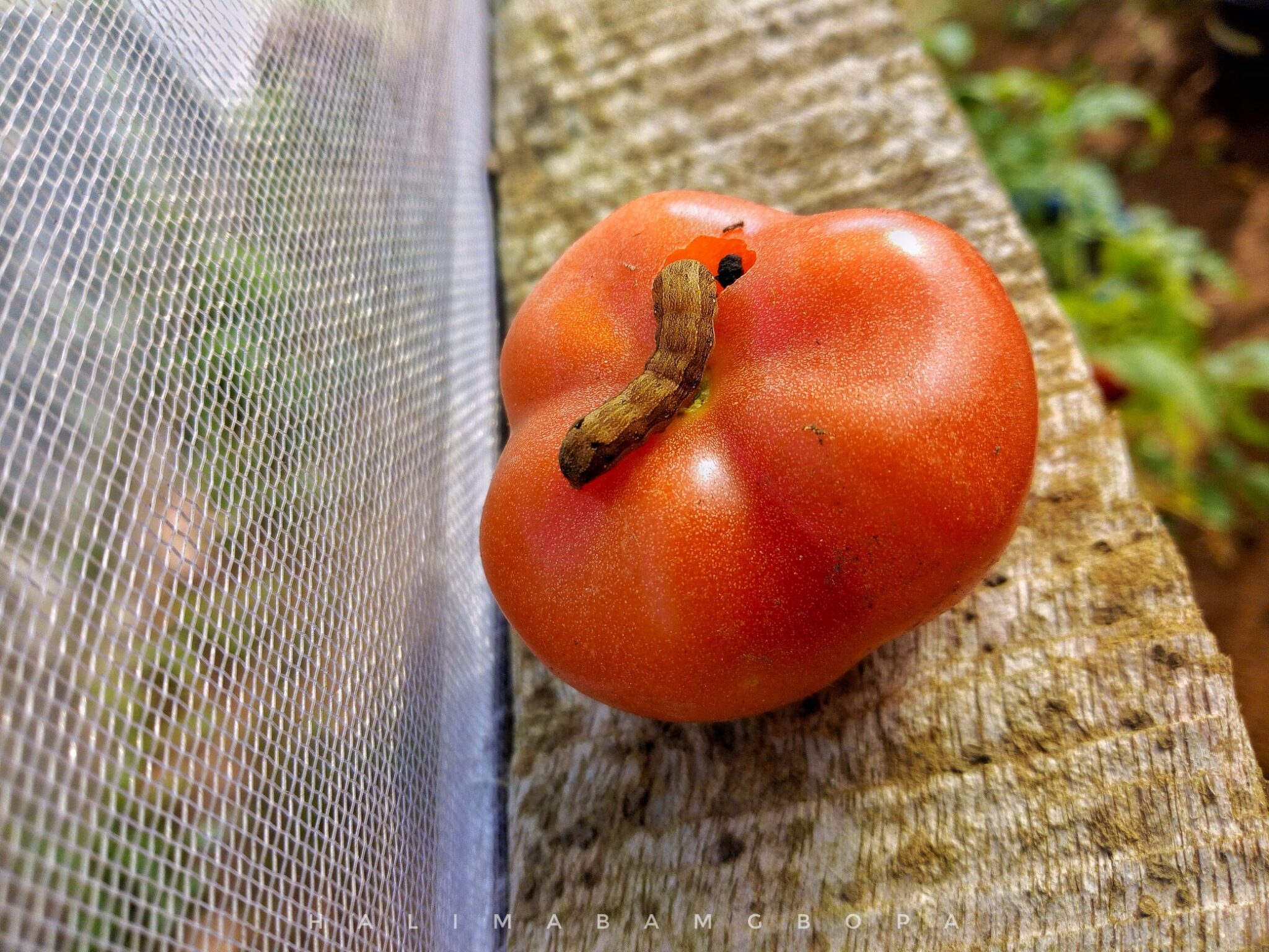 Holes In Tomatoes? Causes & Solutions Cultivating Green Spaces
