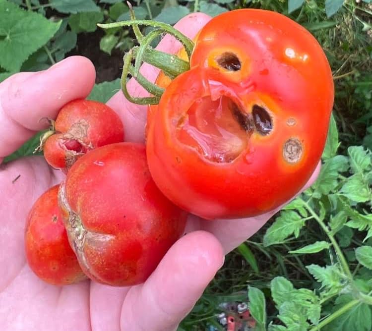 Holes In Tomatoes