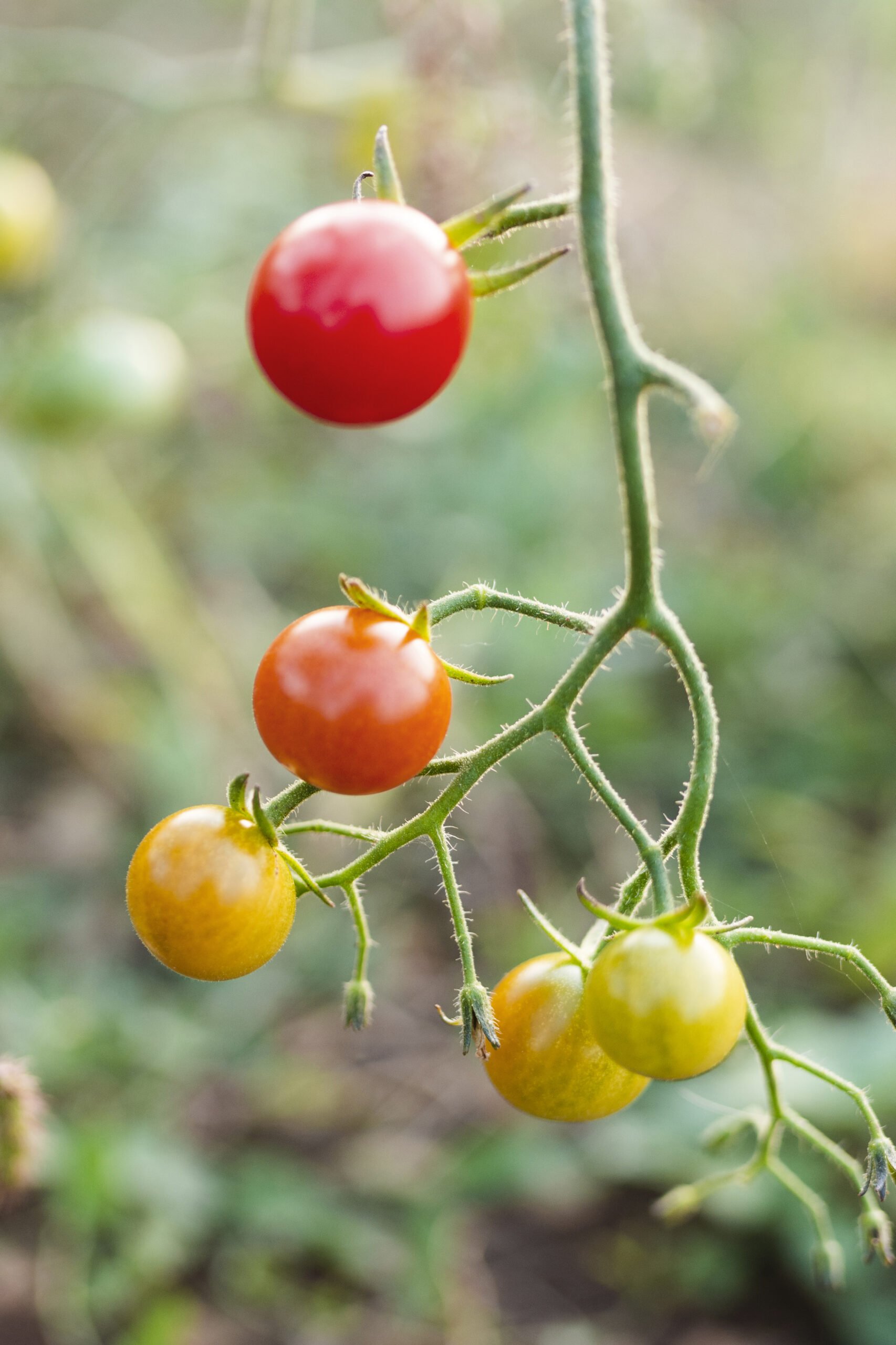 Is the Tomato Plant A Herb or Shrub?