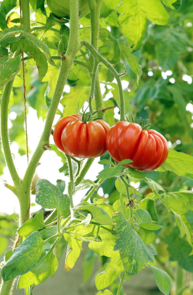 Do Tomato Plants Die After Fruiting? Cultivating Green Spaces