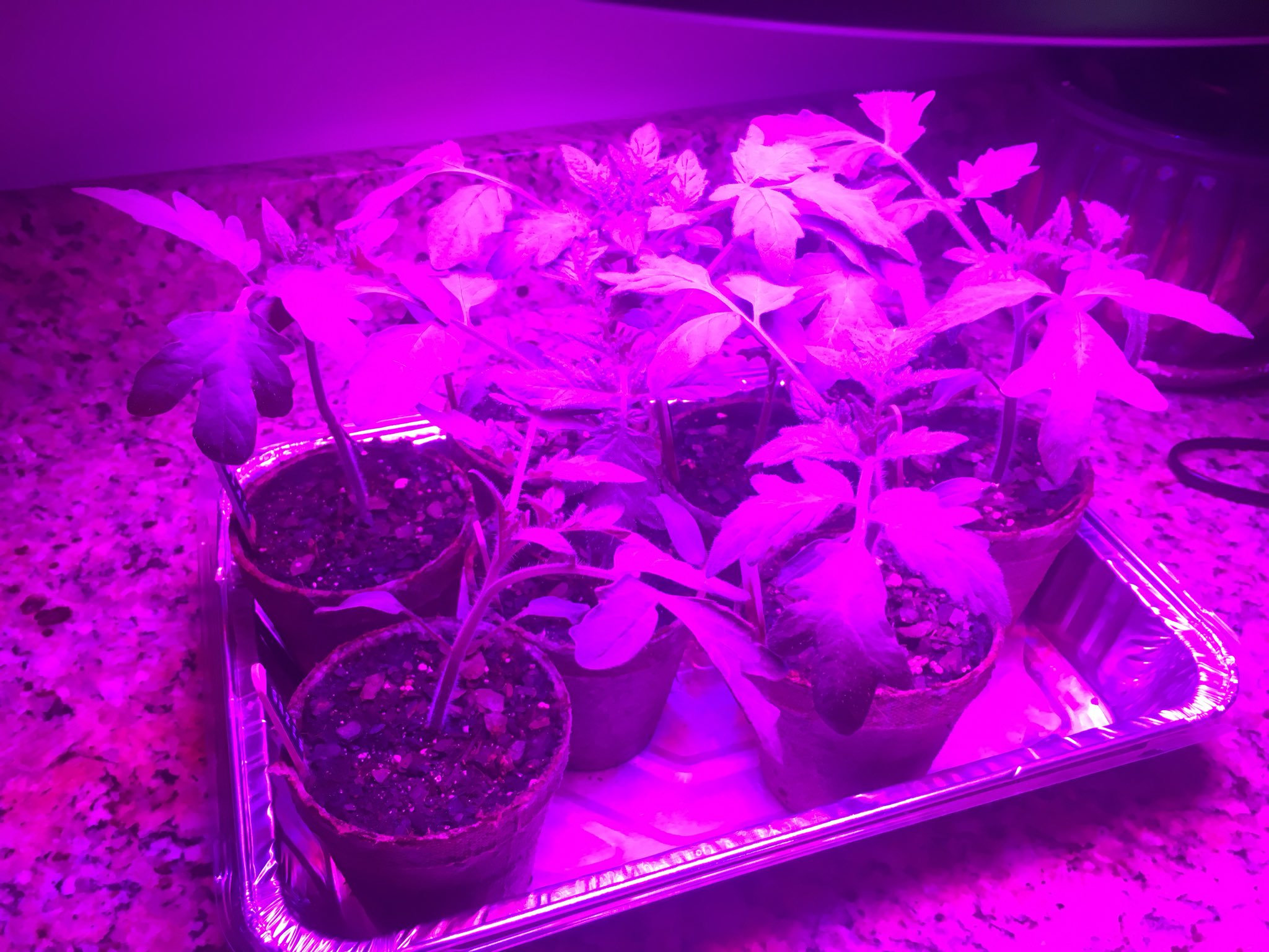 Growing Tomatoes Indoors with Artificial Light