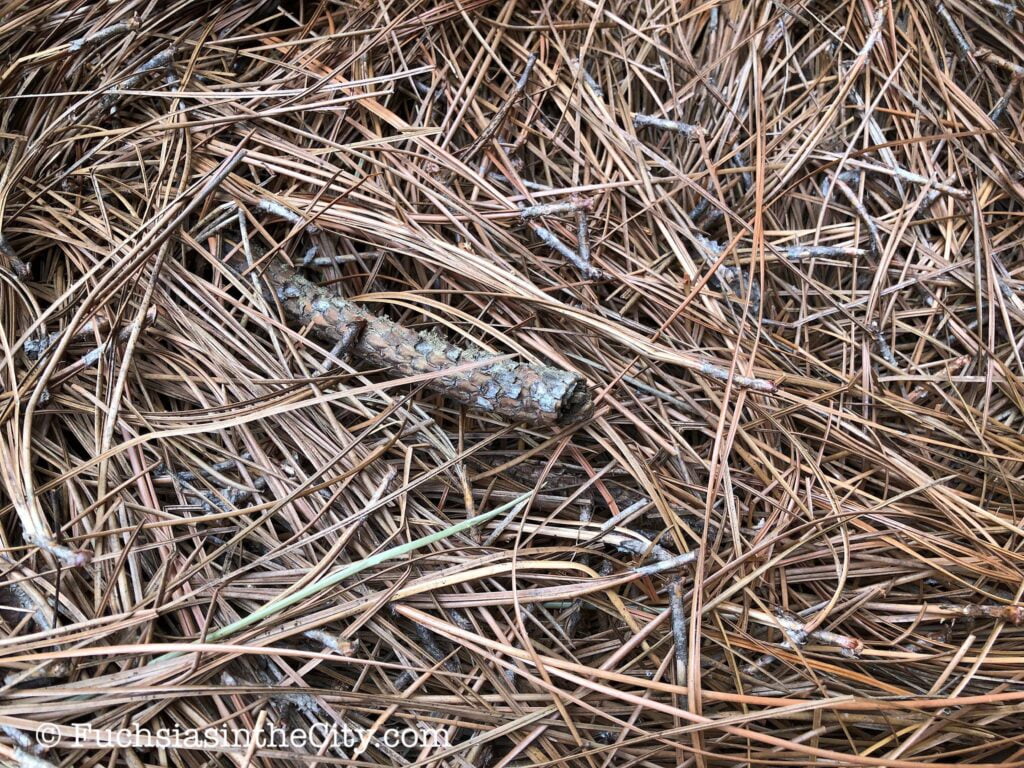 Is Pine Straw a Good Mulch for Tomatoes? A StepbyStep Guide
