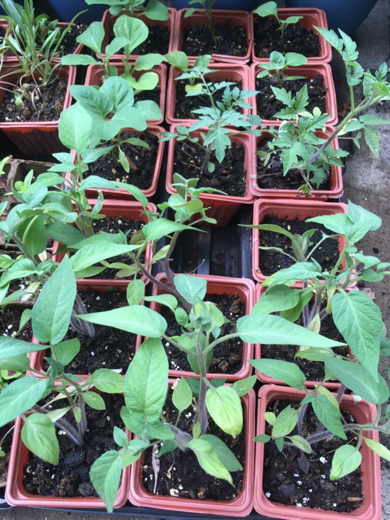 Growing Tomatoes Indoors with Artificial Light StepbyStep Guide