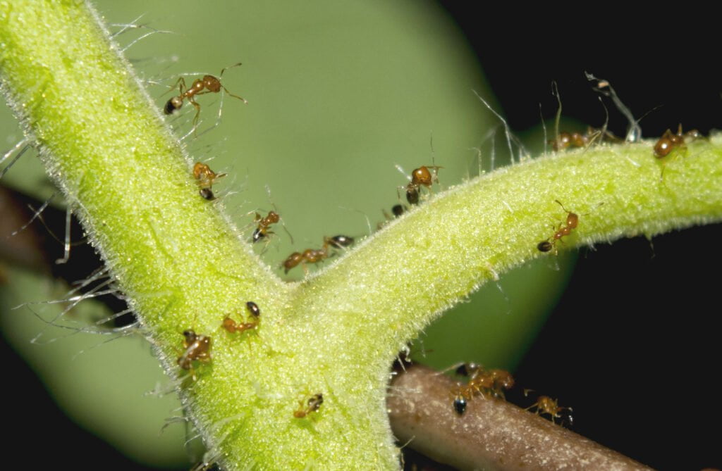 10 Effective Ways to Eliminate Ants on Tomato Plants Cultivating