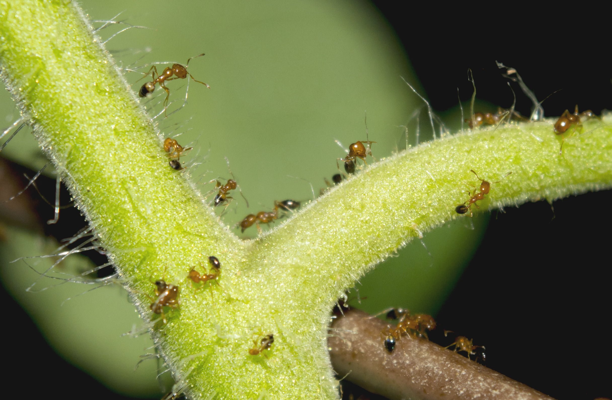 Ants on Tomato Plants
