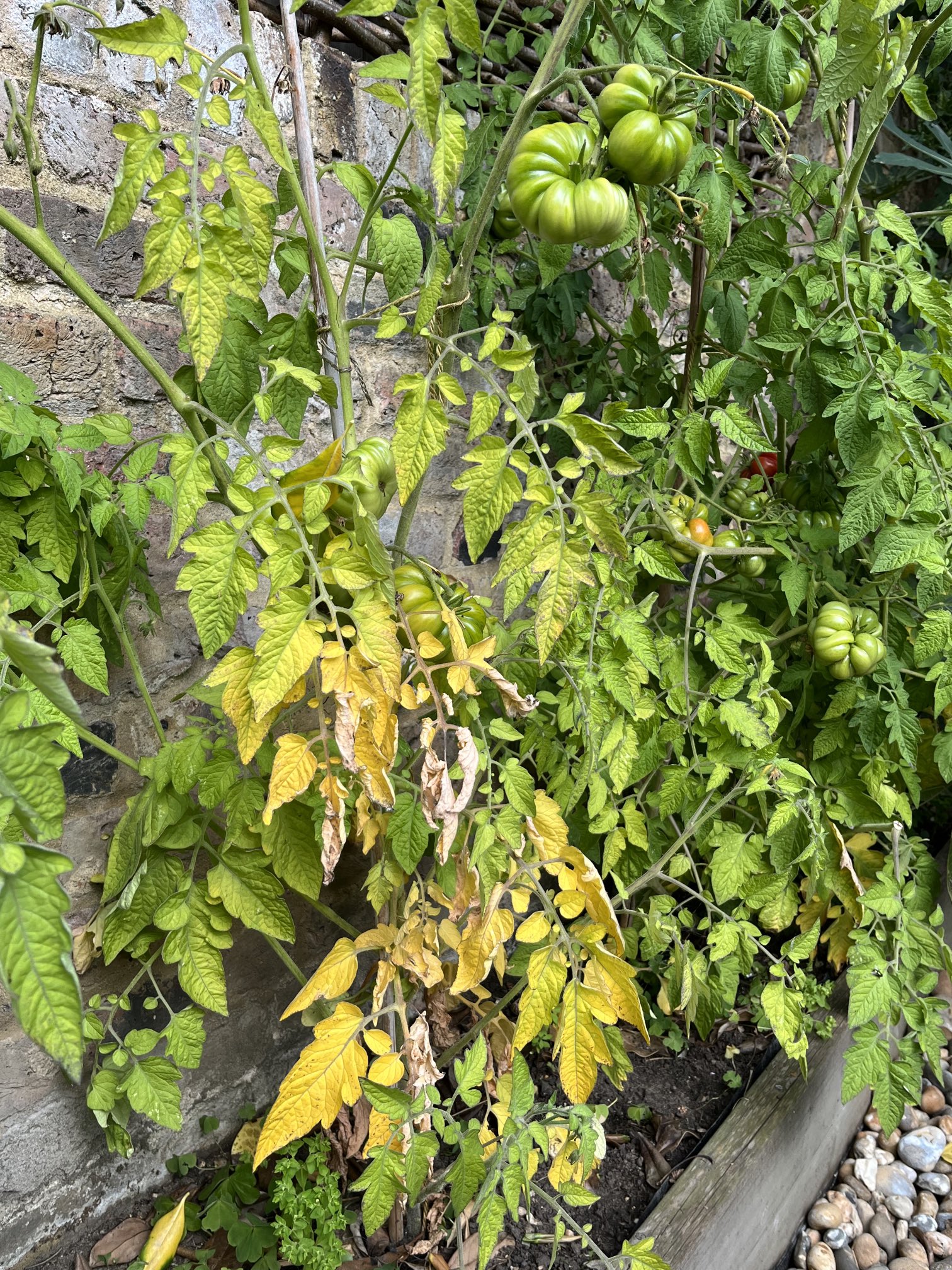 Nitrogen Deficiency in Tomato Plants
