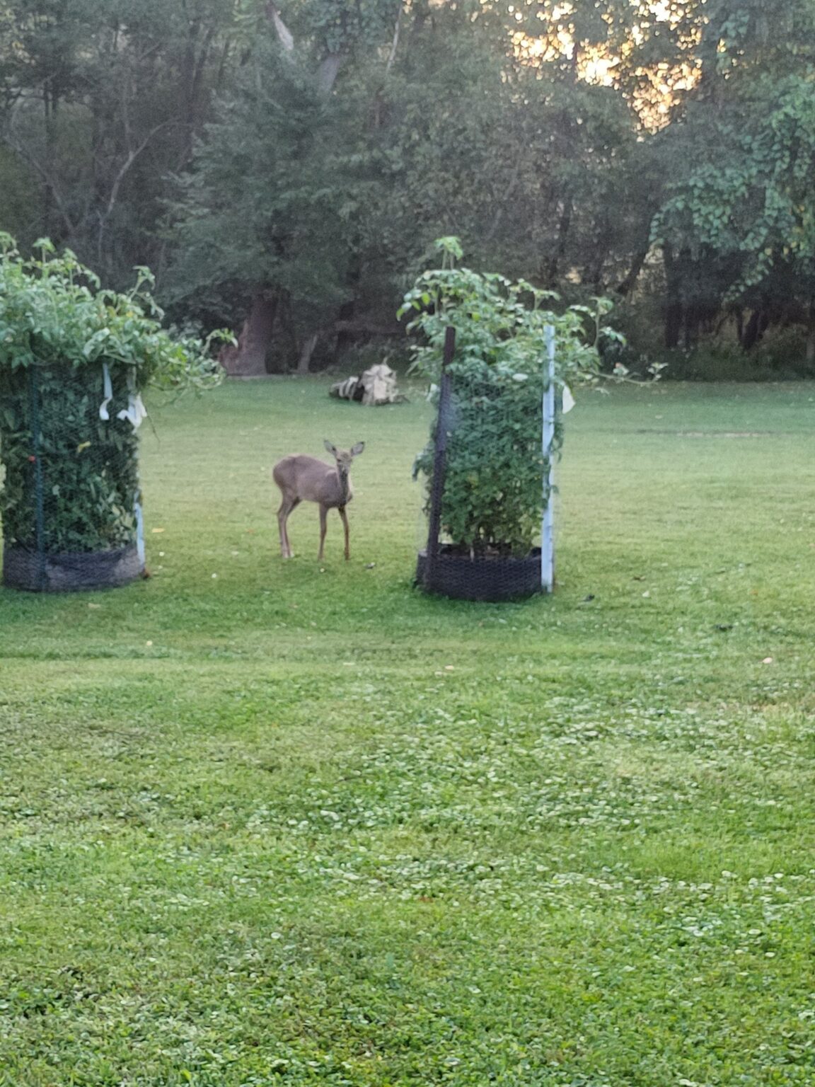 Will Tomatoes Grow Back After Deer Eat Them? What You Need To Know