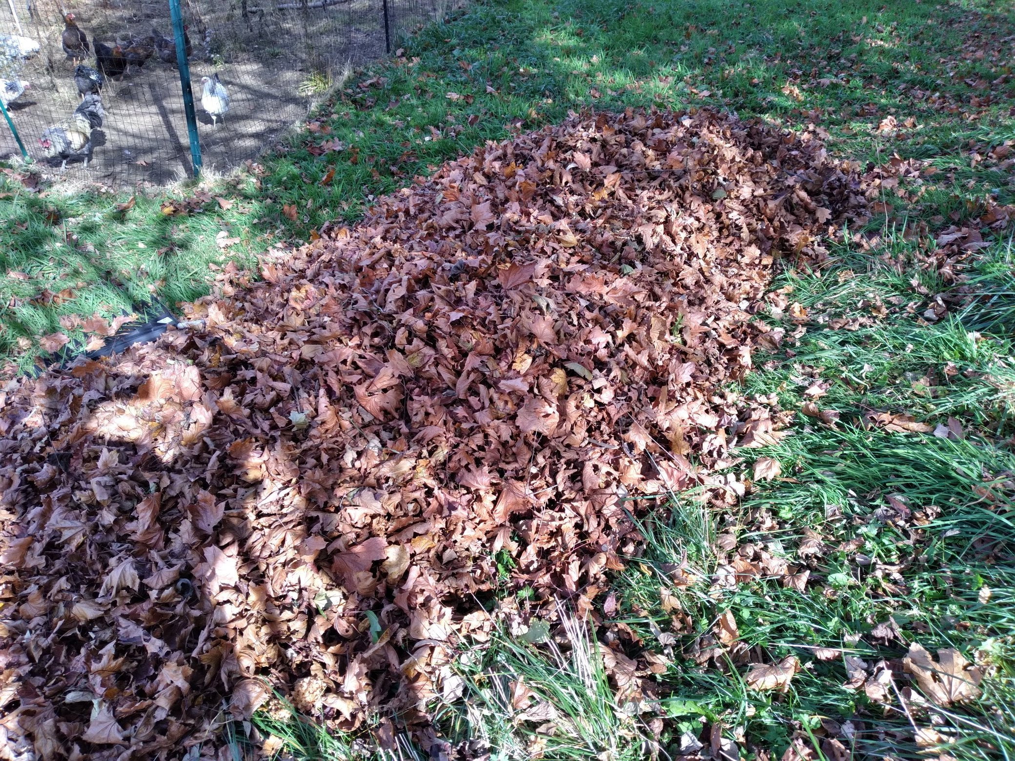 Using Leaves for Compost