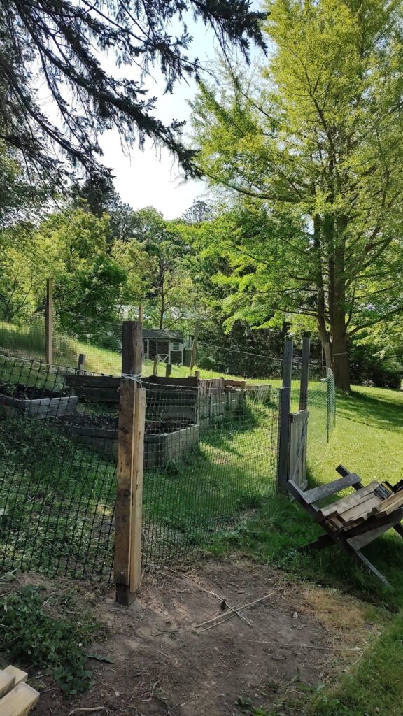 Will Tomatoes Grow Back After Deer Eat Them? What You Need To Know