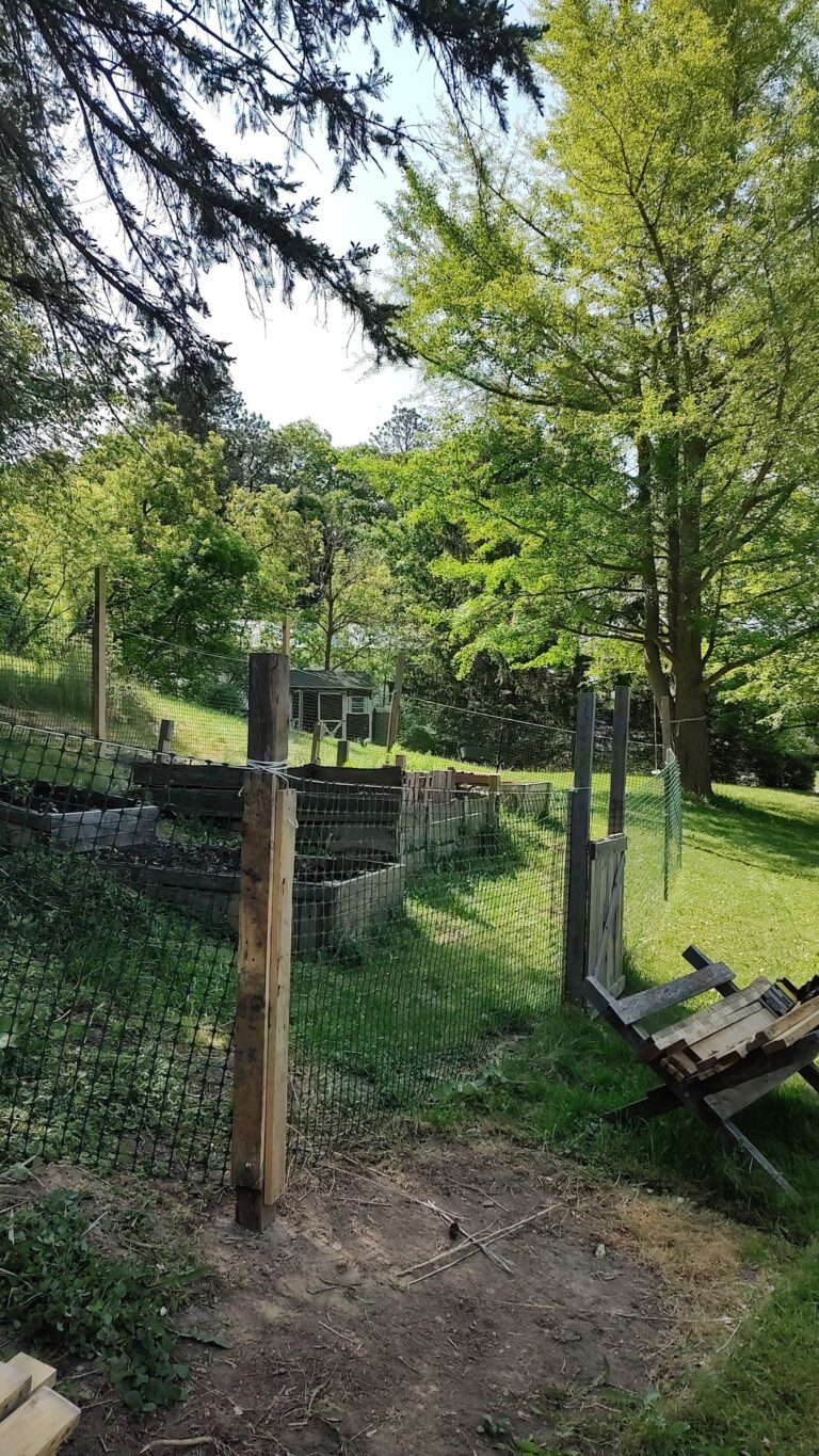 Will Tomatoes Grow Back After Deer Eat Them? What You Need To Know