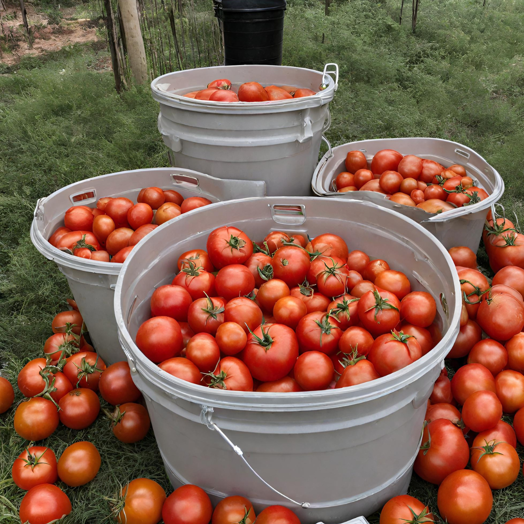 How Many Pounds of Tomatoes in a 5-Gallon Bucket? 