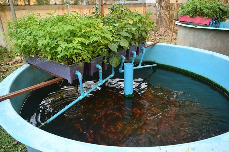 Is fish tank water good for tomato plants