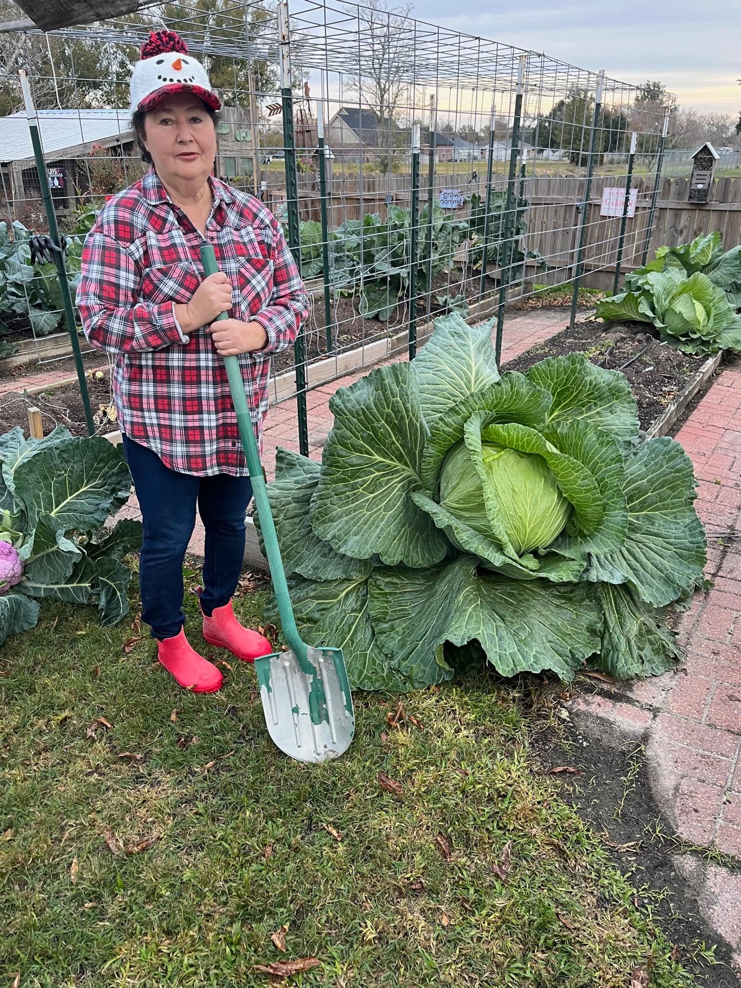 Home Gardener Crowned Champion with Massive 44-Pound Cabbage