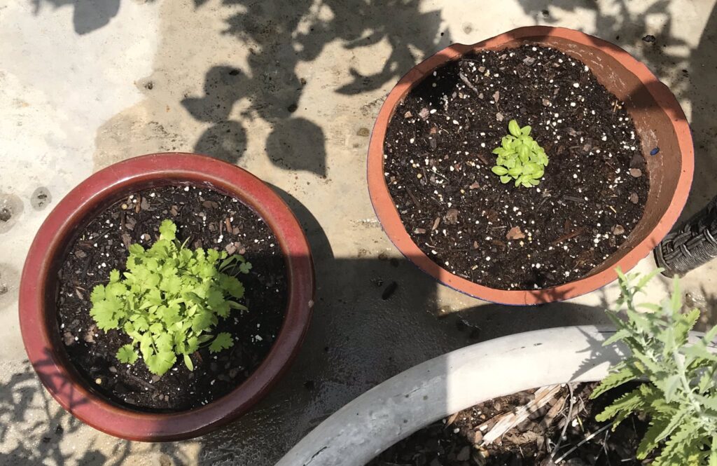 10 Easy Container Gardening Vegetables Every Beginner Can Grow